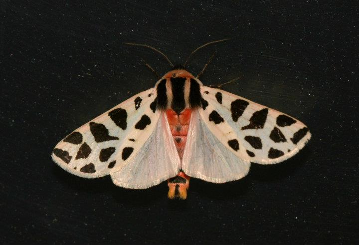 Falena leopardata..Cymbalophora pudica